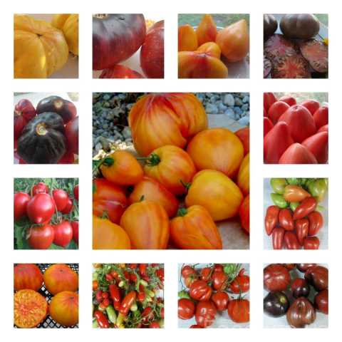 Продам: Рассада коллекционных урожайных томатов