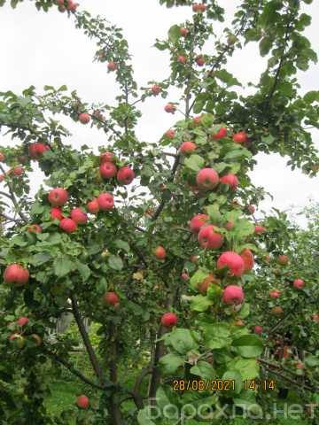 Продам: Яблоня-шедевр природы