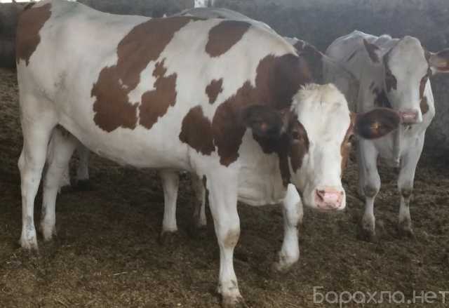 Продам: Телки нетели дойные коровы