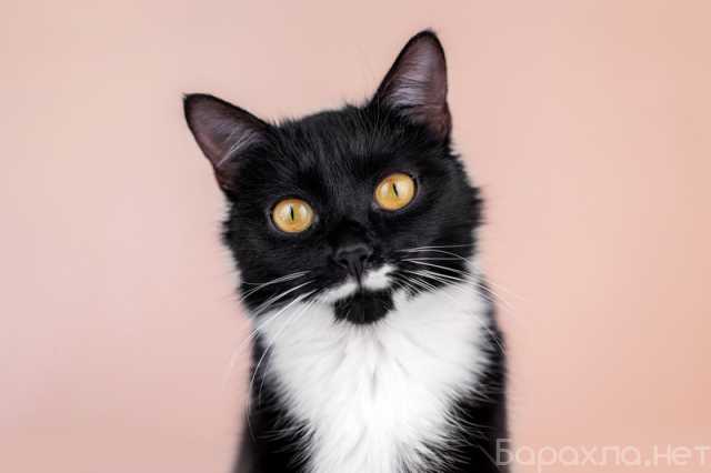 Отдам даром: Маркиза Дарья, черно-белая кошка в дар