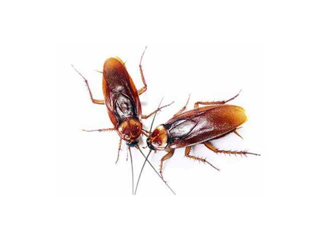 Предложение: Уничтожение тараканов в Алексине