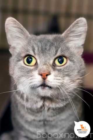 Отдам даром: Ланселап - кот с вдумчивым взглядом и пе