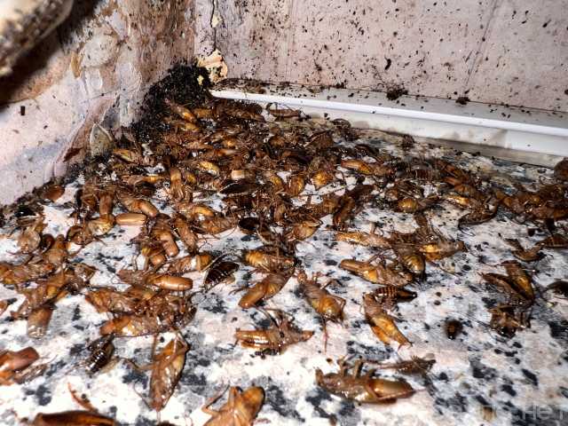 Предложение: Уничтожение тараканов в Самаре