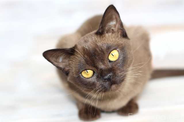 Продам: Бурма - котята из питомника