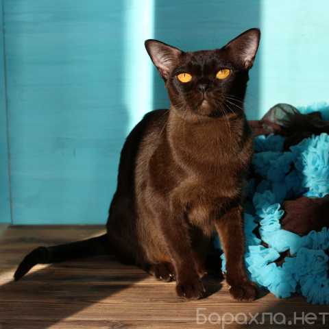 Продам: Бурма - соболиная кошка
