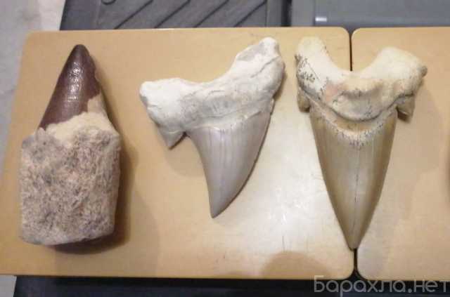 Продам: зубы ископаемой акулы мегалодона и диноз