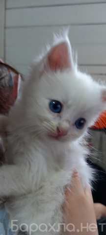 Отдам даром: Котёнок белый с голубыми глазками