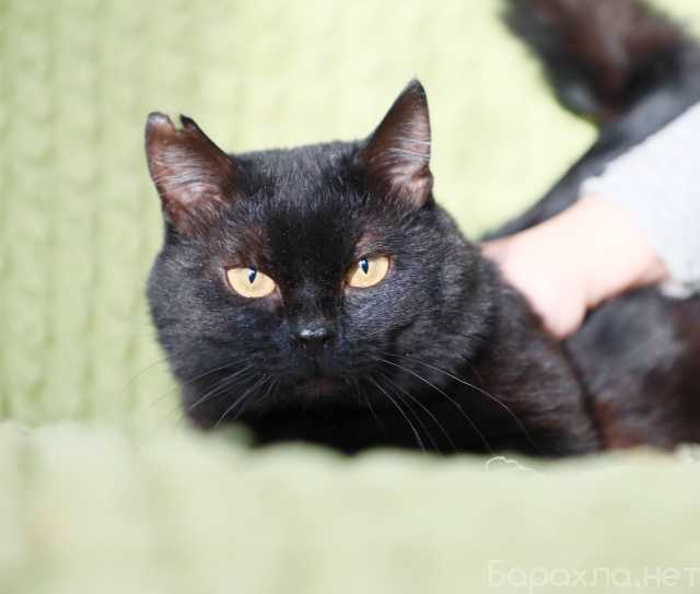 Отдам даром: Отважный смельчак кот Чернослив в дар