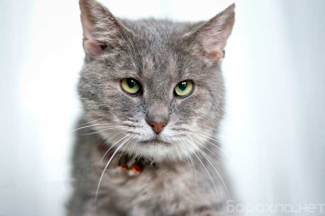 Отдам даром: Косенький котик Питер Пен в добрые руки