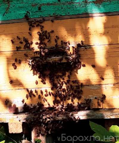 Продам: Пчёлы (семья)