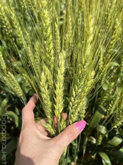 Продам: Семена озимой пшеницы донской селекции