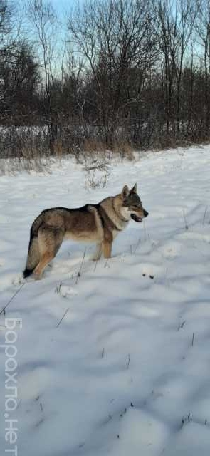 Отдам даром: Чехословацкая волчья собака