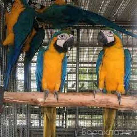 Продам: Доступна пара синих и золотых ара (Подро