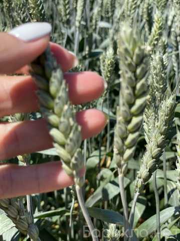 Продам: Семена пшеницы озимой купить Агрофак100