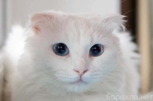 Отдам даром: Голубоглазый котенок Есения в дар