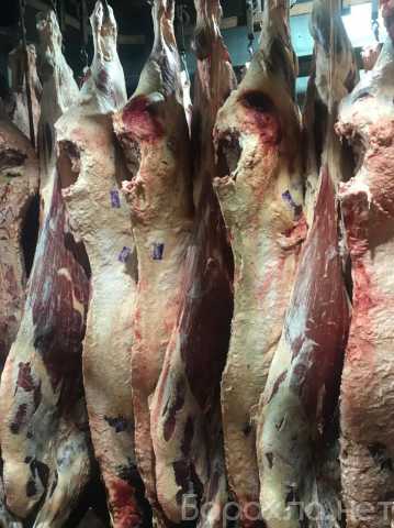 Продам: мясо говядины, баранины в ассортименте