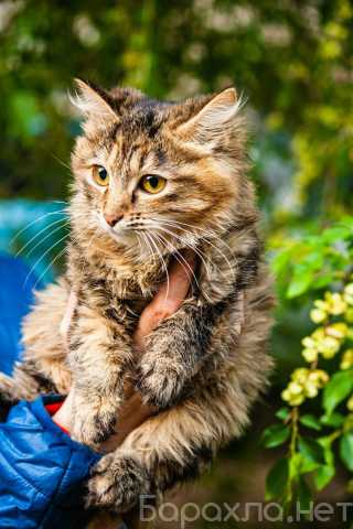 Отдам даром: Сибирские котята бесплатно