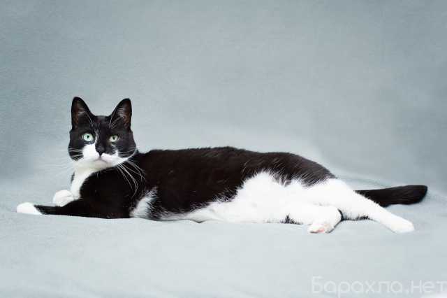 Отдам даром: Очаровательная черно-белая кошечка Мила