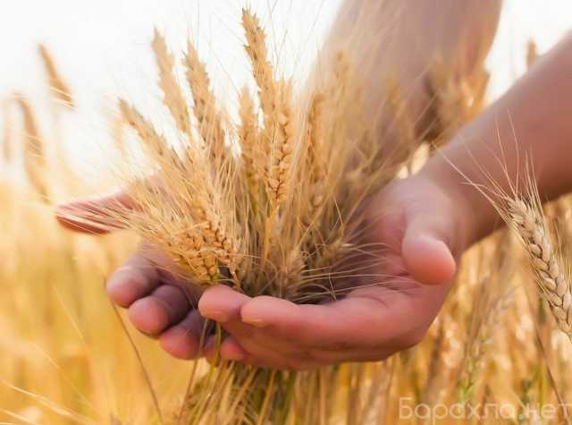 Продам: Продаем семена озимой пшеницы, трав