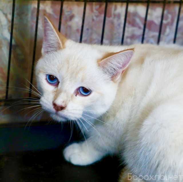 Отдам даром: Котик Кокос- голубоглазый красавец в дар