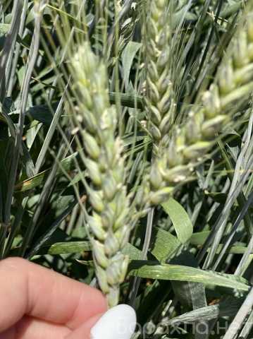 Продам: Семена пшеницы озимой купить Амбар