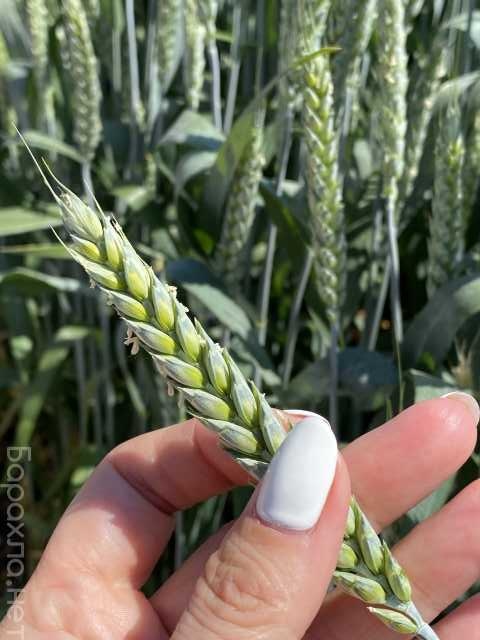 Продам: Семена пшеницы озимой купить Акапелла