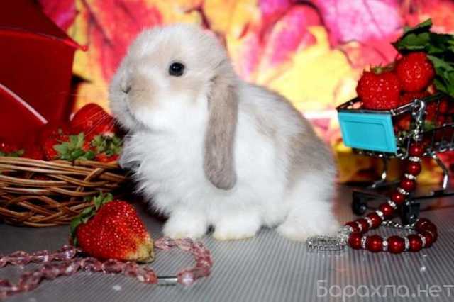 Продам: Карликовые вислоухие крольчата на продажу