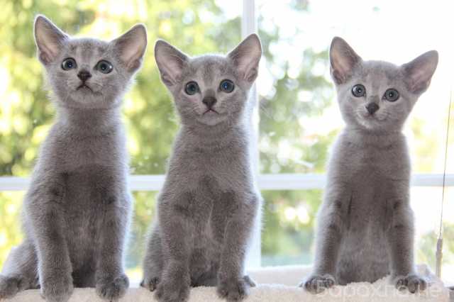 Продам: Русский голубой котенок с родословной