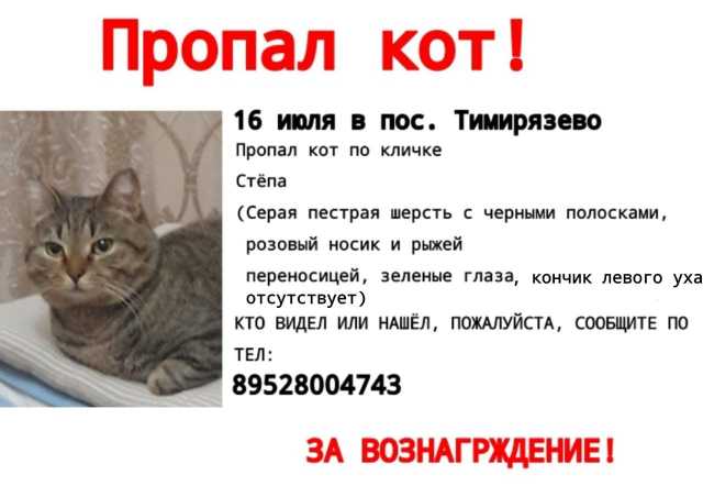 Предложение: Пропал кот в Тимирязево