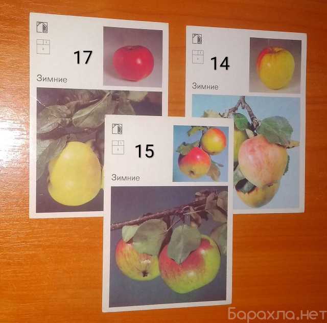 Продам: Яблони. Советы садоводам
