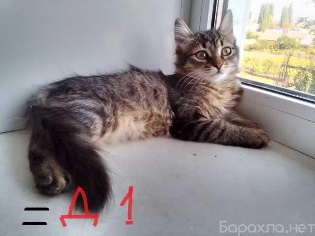 Кошки и котята: отдам в хорошие руки бесплатно в Воронеже — отдать даром на  Барахла.НЕТ