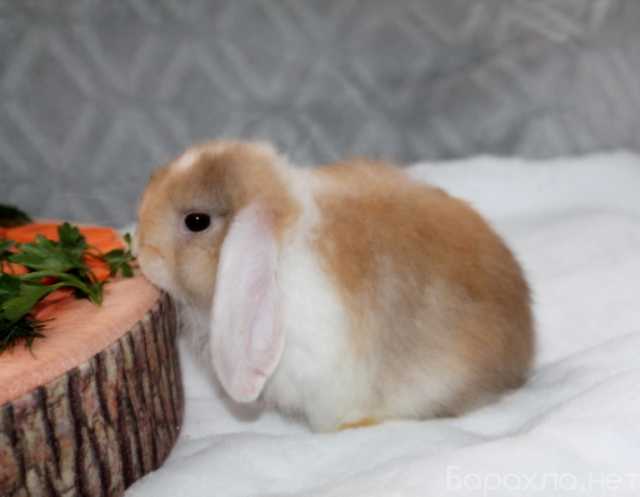 Продам: карликовый кролик