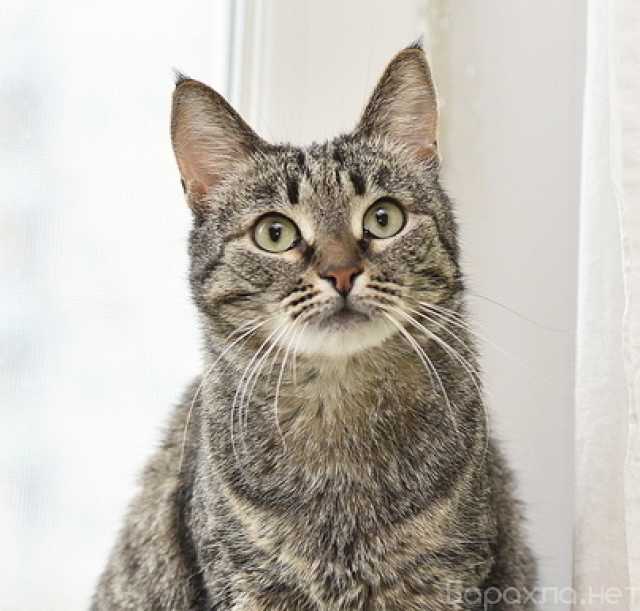 Отдам даром: Ласковая полосатая кошка Ириска в дар