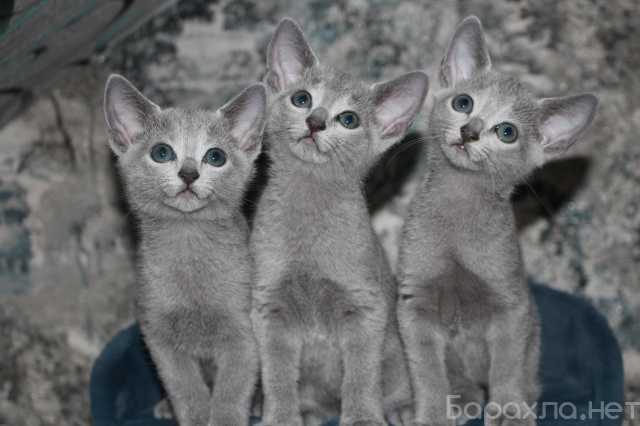Продам: Русские голубые котята с родословными