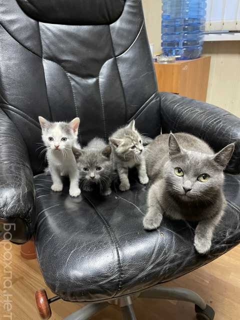Отдам даром: Русские голубые котята