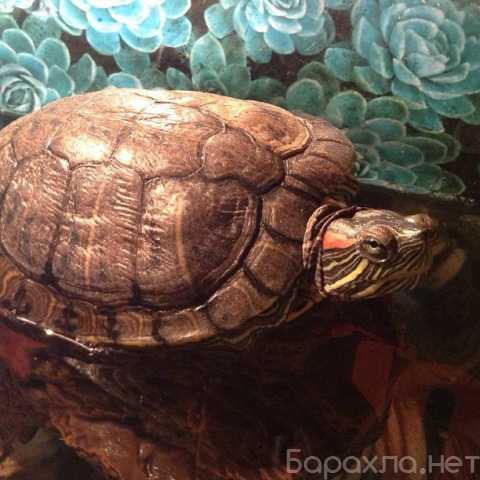 Отдам даром: красноухую черепаху