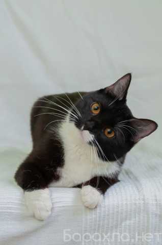 Отдам даром: Черно-белая изящная кошка Марси в дар