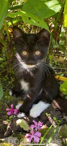 Отдам даром: Электровеник- черно-белый котенок