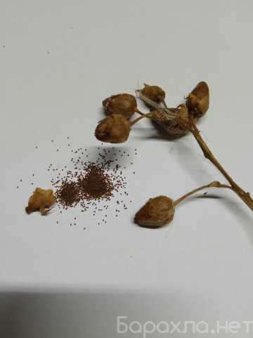 Продам: Семена табака Вирджиния