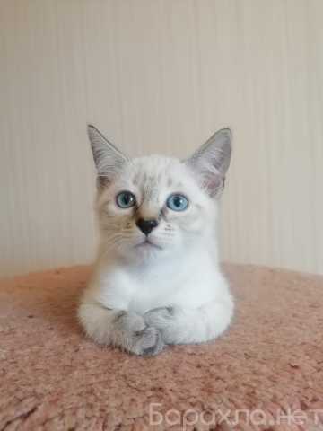 Продам: Тайские котята 1,5 месяца