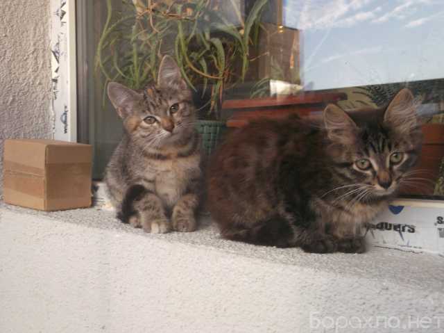 Отдам даром: два шустрых котенка в Санкт