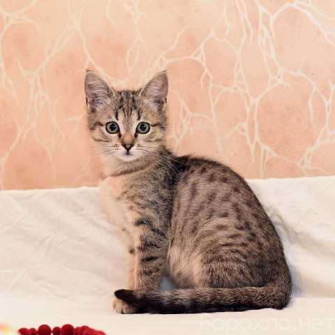 Отдам даром: Ручной и ласковый котенок Серафима в дар