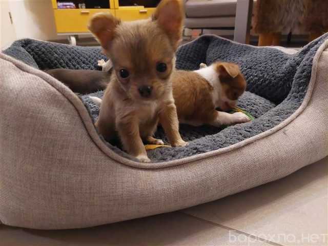 Продам: Замечательные щенки чихуахуа в новом дом