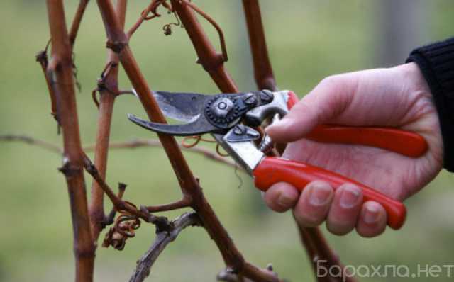 Предложение: Обрезка плодовых деревьев, винограда