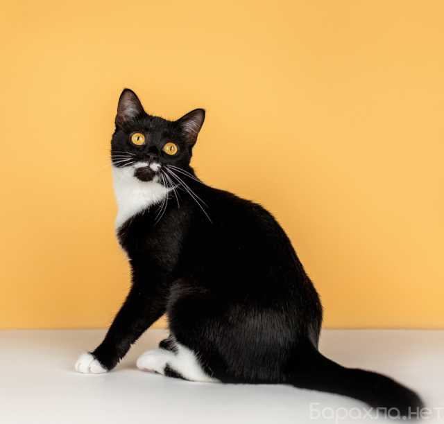 Отдам даром: Золотоглазая красавица черно-белая кошка