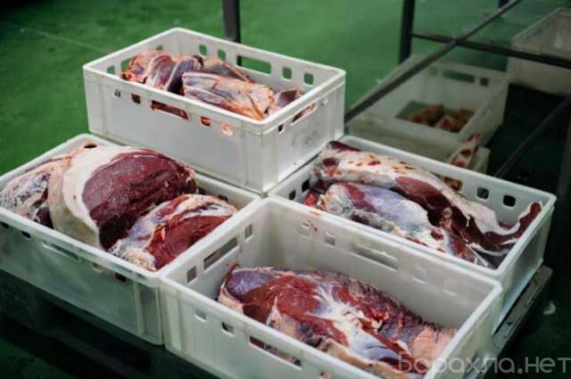 Продам: Производство говядины, свинины. Продажа оптом мясо птицы
