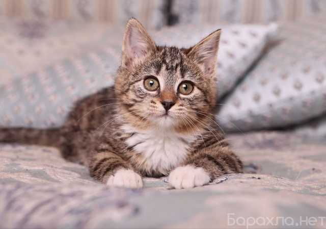 Отдам даром: Полосатый котенок Малинка в добрые руки