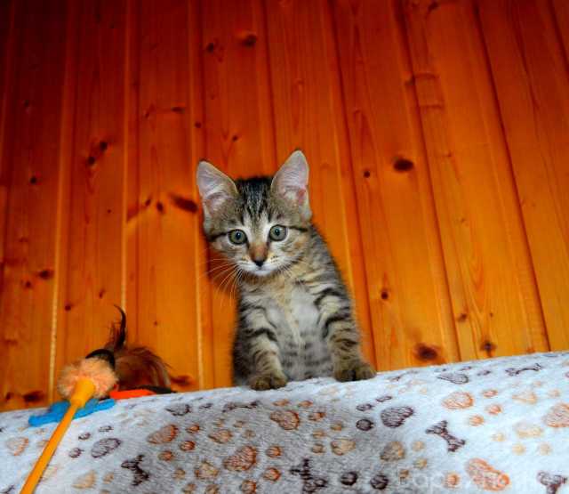 Отдам даром: Серый полосатый ручной котенок Кексик