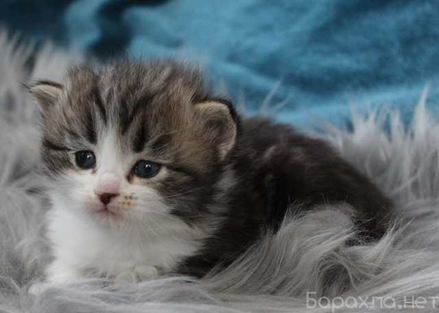 Отдам даром: Очаровательные сибирские котята