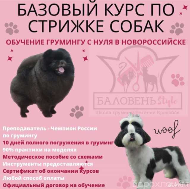 Предложение: Обучение по стрижке собак и кошек в Ново